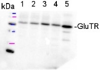 GluTR | Glutamyl -tRNA reductase  in the group Antibodies Plant/Algal  / Photosynthesis  / Chlorophyll at Agrisera AB (Antibodies for research) (AS10 689)